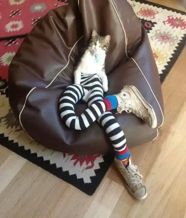 #1 of 30 Photos of cats Rocking Fashion "Long-Legs"