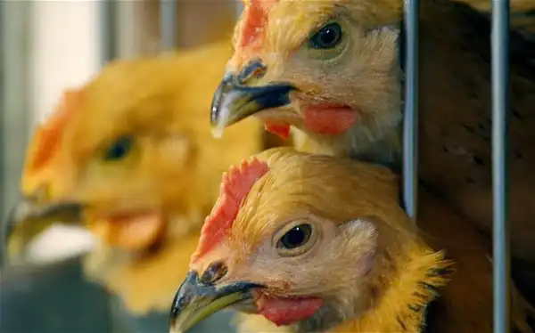 Bird flu now in seven states in Nigeria - FG