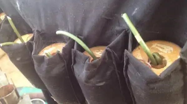 Pregnant Woman, Baby, Among Those Killed In Damaturu Bomb Blast - Report