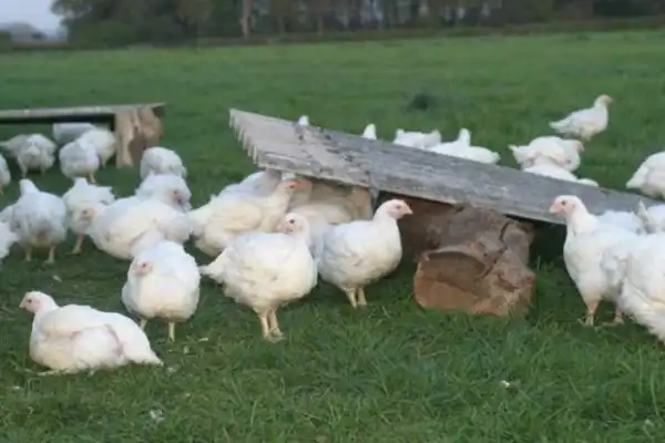 Two Men Sentenced To Death For Stealing Fowls