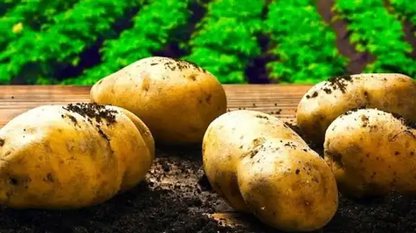 The health benefits of Sweet Potato will blow your mind