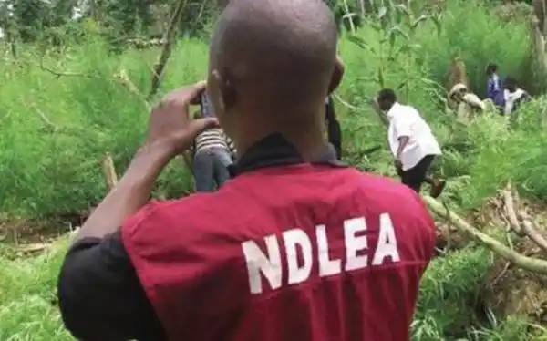 It’s Unfair That NDLEA Spares Abba Kyari But Parades Artistes — Group Blows Hot