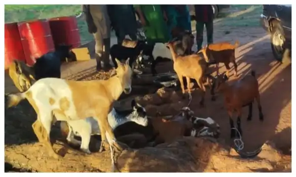 Niger Police arrest five over theft of 17 goats in Mokwa