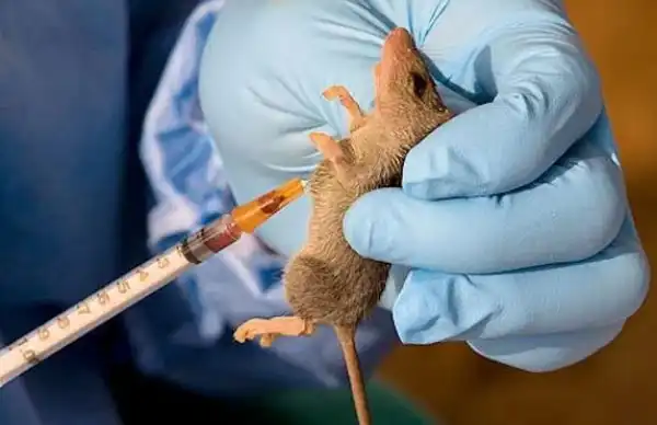 Four Cases Of Lassa Fever Confirmed In Delta