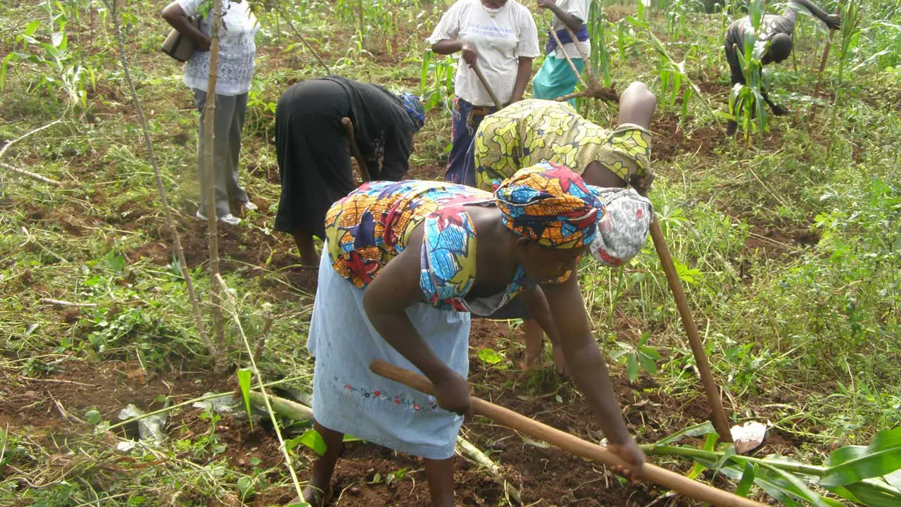 Subsistence agriculture cannot guarantee food sufficiency – Makinde’s aide tells farmers