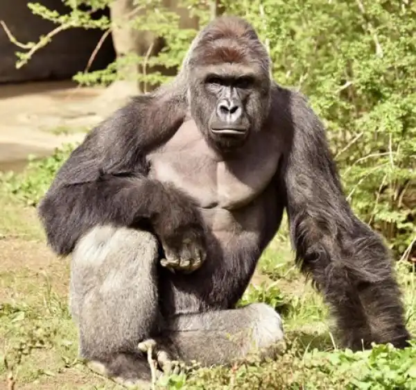 Conservation group seeks protection for gorillas