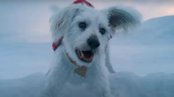 Dcu’s James Gunn Shares His Dog’s Reaction to Krypto