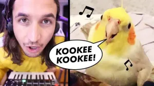 The Kiffness X Ginger The Cockatiel – Kookee Kookee