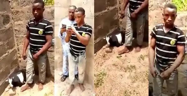 Unbelievable! Apprentice Caught Having S*x With Pregnant Goat In Ekiti (Video)