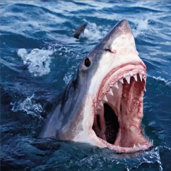 Conway The Machine ft. Schoolboy Q - Shoot Sideways