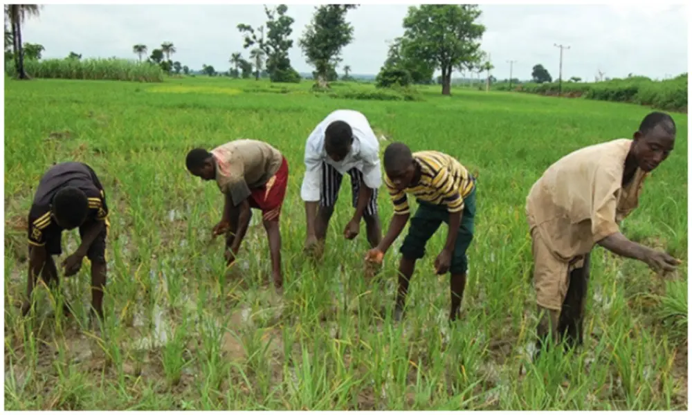 Jigawa farmers raise alarm over influx of substandard fertilisers