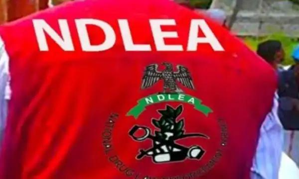 NDLEA arrests five suspects, destroys cannabis farm in Edo