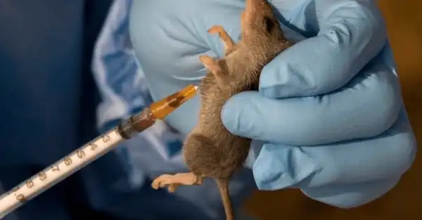 Lassa Fever kills second pregnant woman in less than a week