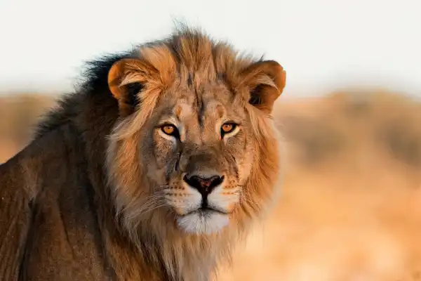 Lion kills teenage girl in Kenya