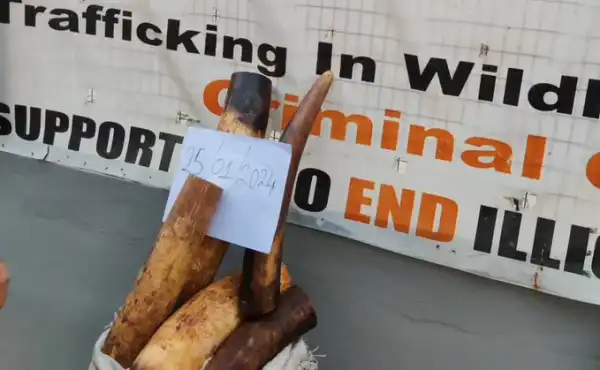 How Three Men Were Nabbed By Customs Over Trafficking, Export Of N24 Million Worth Of Elephant Tusks