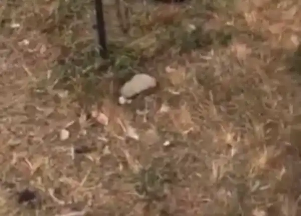 Sack Containing Dismembered Body Of A Woman Dumped On The Streets In Uyo