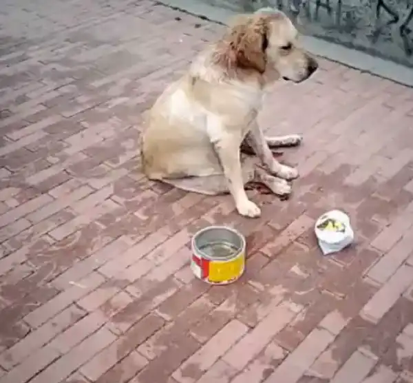 Dog dies after being 