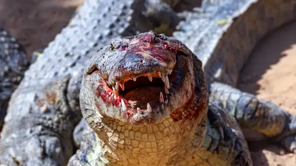 Attack of the Meth Gator Poster Previews The Asylum’s New Mockbuster