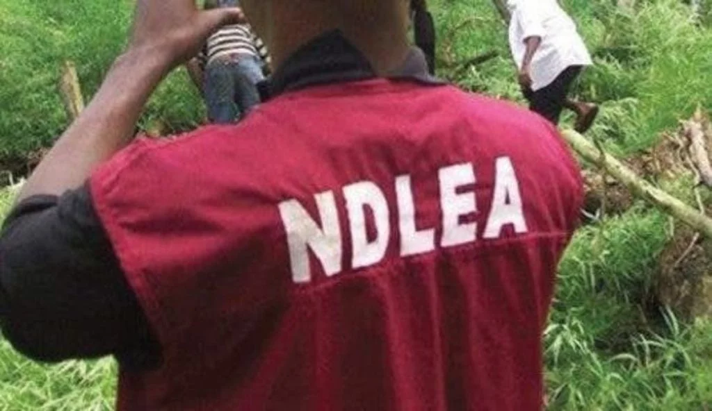 NDLEA nabs 14,480, intercepts over 2.4million kg illicit drugs in 10 months