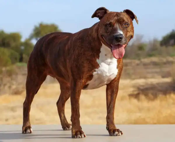 68-year-old Security Guard Allegedly Killed By Pit Bulls