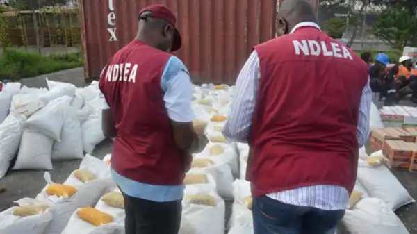 NDLEA, EFCC Seize Fake $269,000 Cash, Raze Cannabis Warehouse