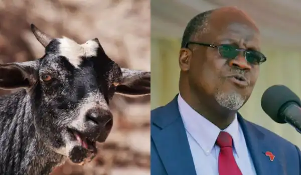 Goat, Pawpaw Test Positive For Coronavirus, President Orders Probe On COVID-19 Test Kits