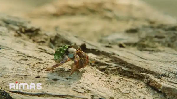 BAD BUNNY ft. Chuwi - WELTiTA (Video)