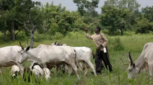 Many Killed, Scores Injured As Armed Herders Invade 4 Benue LGAs
