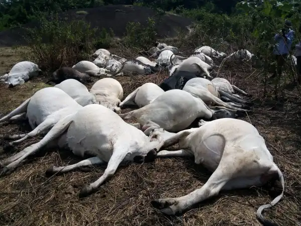 32 cows struck dead by thunder, lightning in Ogun