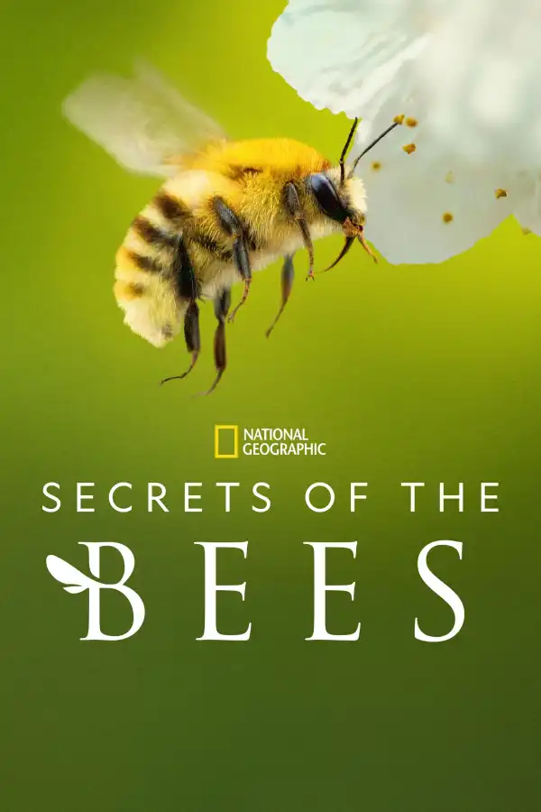 Secrets of the Bees (2026 TV series)