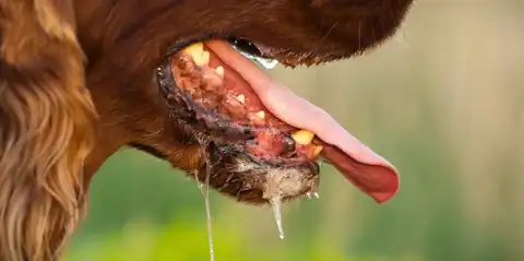 Benue Govt confirms rabies outbreak, seven infected