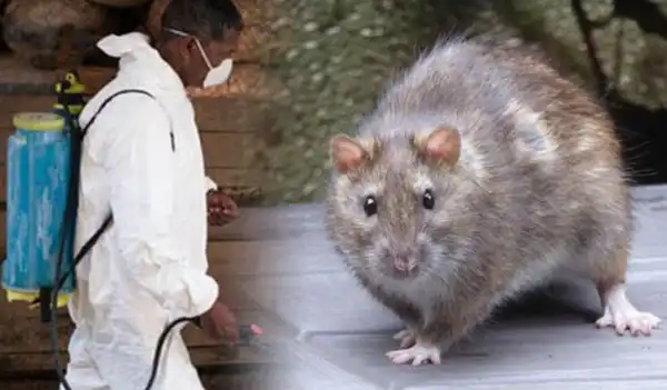 Nine Die Of Lassa Fever In Benue