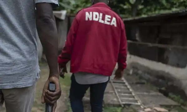 NDLEA arrests 68 suspected drug traffickers, recovers over 7,500kg narcotics in Edo