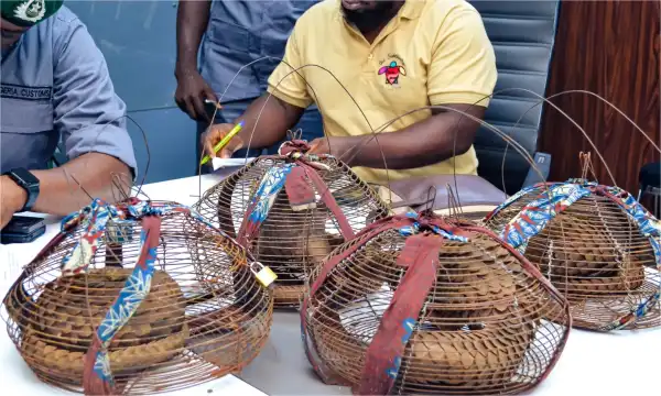 Customs intercepts four live Pangolins in Ogun