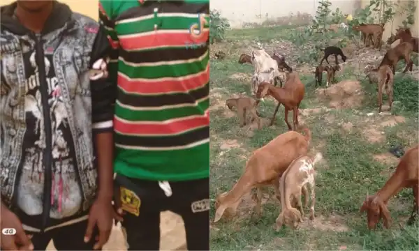 Police nab two suspected kidnappers, recover 26 stolen goats in Yobe