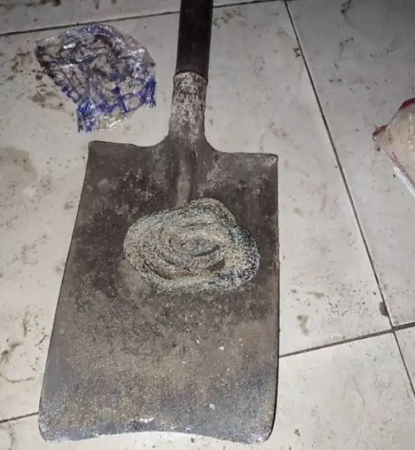 Family Find Snake Buried Under Tiles In Their Late Father