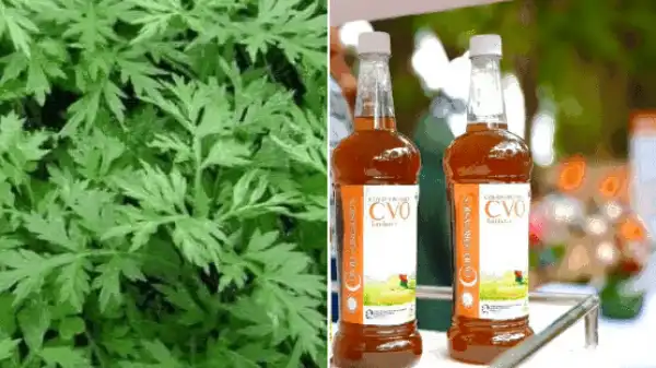 Breakthrough: Madagascar Cures 92 Coronavirus Patients With It New Found Herbal Medicine