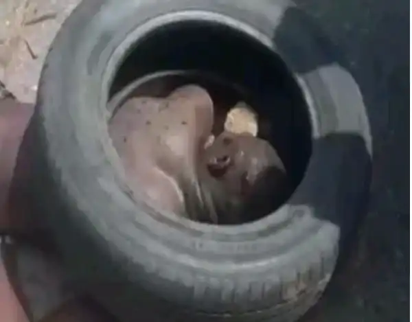 Mob Sets Suspected Phone Thief Ablaze In Delta