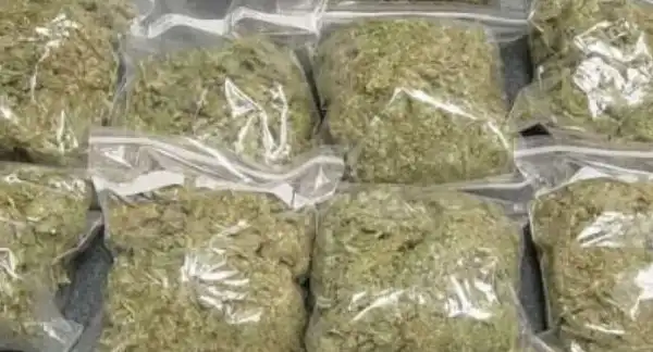 Drama As NDLEA Nabs Indian Hemp Farmer In Sokoto