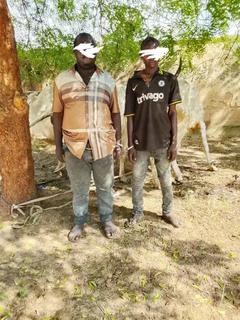 Bauchi police arrest two over alleged cattle theft, attempted bribery