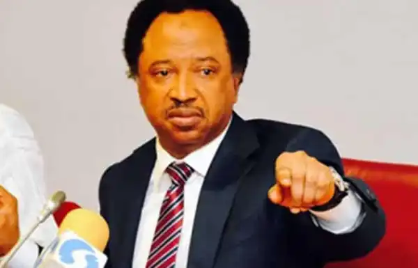 BBNaija: “Evicting Maria Is Unfair; I Won’t Eat For One Day” – Senator, Shehu Sani