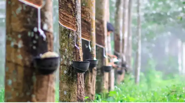 Rubber research institute boss seeks increased funding