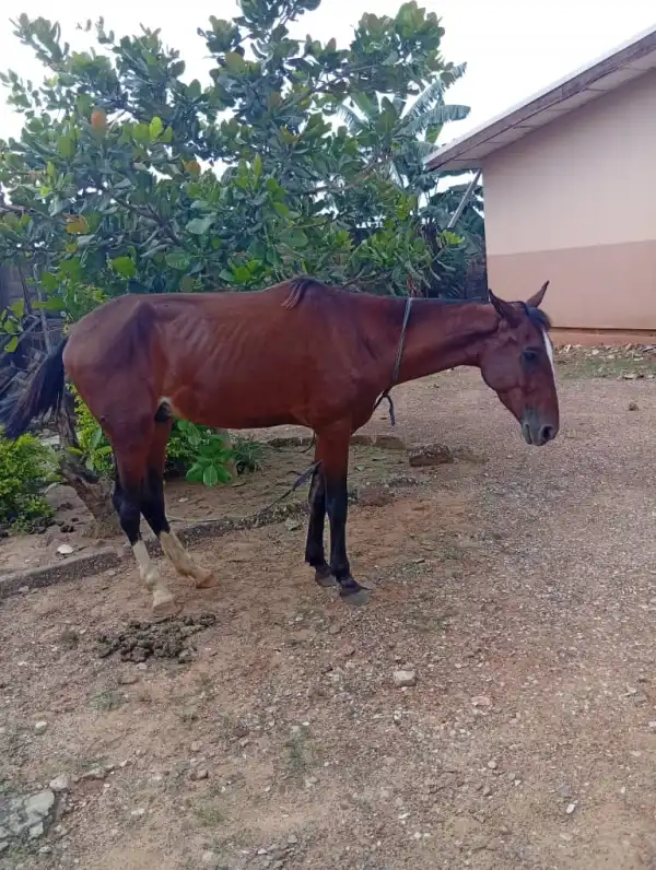 Owners of stray horses to face sanctions – Kwara environmental agency warns