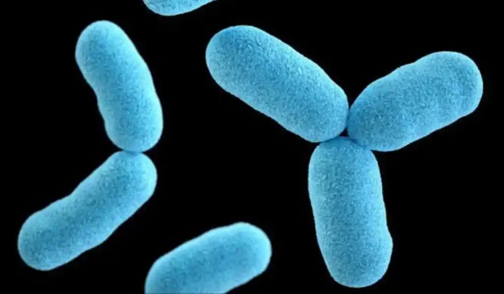 Diphtheria: Nigeria records 453 deaths from 7,202 confirmed cases