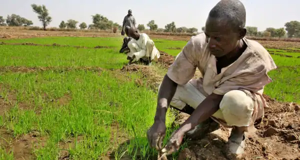FG distributes subsidised farm inputs to Kano farmers