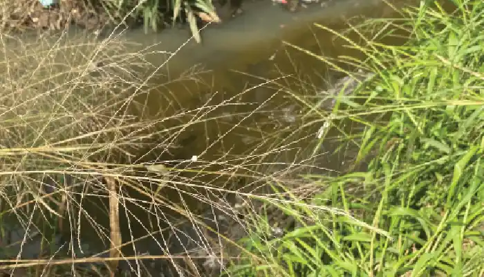 Ogun to probe brewery’s wastewater disposal after PUNCH report