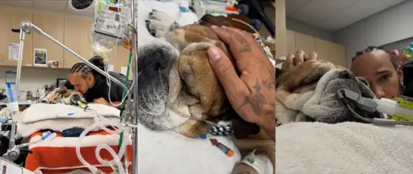 Lewis Hamilton Calls for Prayers as Beloved Dog Roscoe Battles for Life