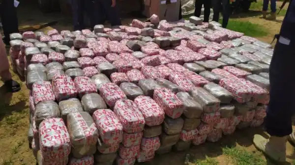 Yobe State Chapter Of NDLEA Intercepts, Seizes Cannabis Worth N10 Million