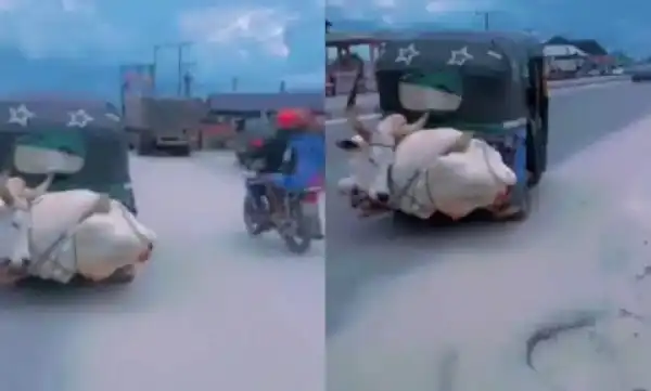 Man In Disbelief As He Sees Cow Tied To Keke Napep (Video)