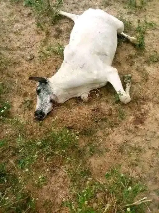 Tragedy as 18 cows die after grazing on fumigated farm in Plateau